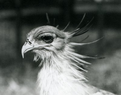 Een kwetsbare Secretarisvogel in de London Zoo in 1928 door Frederick William Bond