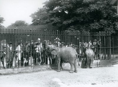 Een jonge Afrikaanse olifant en dwergolifant interageren met een grote groep kinderen, door de hekken van hun paddock, London Zoo, 1926 door Frederick William Bond
