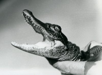 Een jonge Alligator vastgehouden rond de nek door zijn verzorger, London Zoo, augustus 1928 (zwart-wit foto) door Frederick William Bond