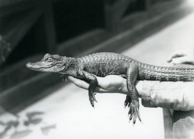 Een jonge Alligator vastgehouden door zijn verzorger, London Zoo door Frederick William Bond