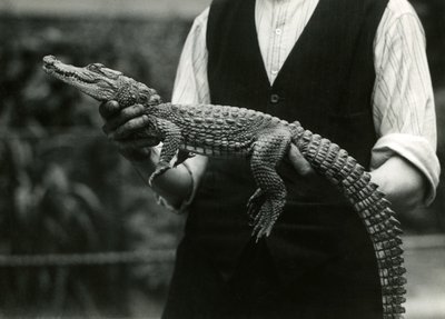 Een jonge Amerikaanse alligator vastgehouden door zijn verzorger, London Zoo door Frederick William Bond