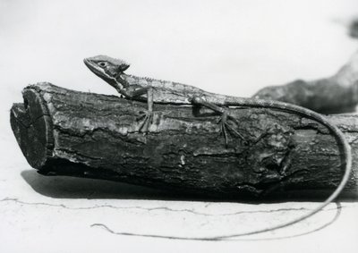 Een jonge basiliskhagedis rustend op een boomstam in London Zoo in augustus 1928 (zwart-wit foto) door Frederick William Bond