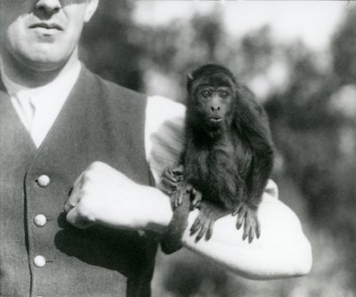 Een jonge zwarte brulapen zit op de arm van een man met zijn grijptail om zijn pols gewikkeld, London Zoo, 1923 door Frederick William Bond