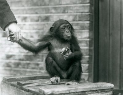 Een jonge chimpansee houdt de hand van een verzorger vast terwijl hij op een houten krat zit, London Zoo, juni 1926 door Frederick William Bond