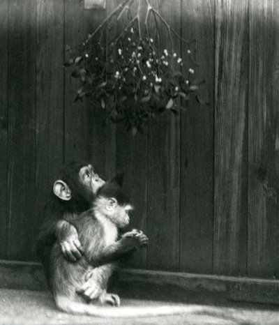 Een jonge chimpansee slaat zijn arm om een mangabey onder de maretak in London Zoo in december 1924 door Frederick William Bond