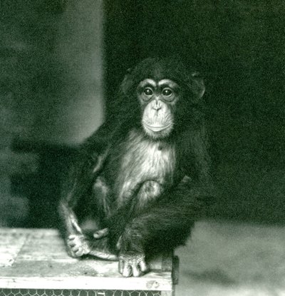 Een jonge chimpansee zittend op een houten krat in London Zoo in 1924 door Frederick William Bond