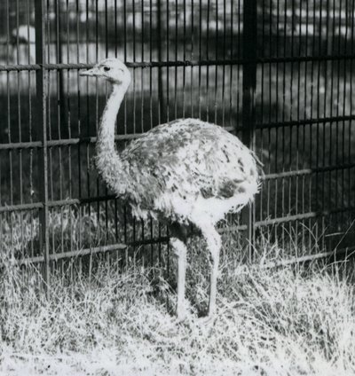 Een jonge Darwin