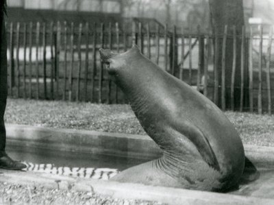 Een jonge zeeolifant die achteruit reikt, London Zoo door Frederick William Bond