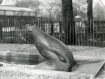 Een jonge zeeolifant die achteruit reikt, London Zoo door Frederick William Bond