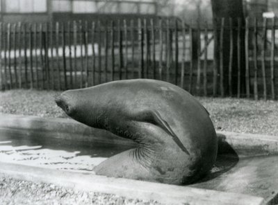 Een jonge Olifantenzegel die achteruit reikt, London Zoo door Frederick William Bond