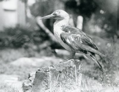 Een jonge Jan-van-gent staand op een boomstronk in London Zoo in 1929 (zwart-wit foto) door Frederick William Bond