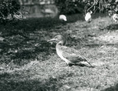 Een jonge Jan-van-gent staat op gras in de Londense Zoo in september 1927 door Frederick William Bond