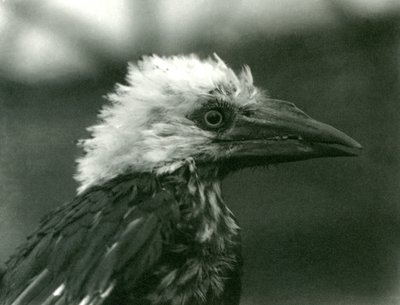 Een jonge Neushoornvogel in London Zoo door Frederick William Bond