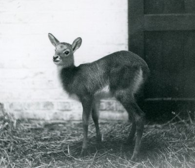 Een jonge Lechwe staand op hooi, London Zoo, januari 1926 door Frederick William Bond