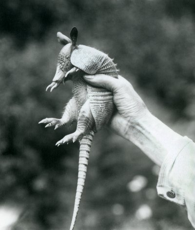 Een jonge negenbandgordeldier vastgehouden in de hand van een verzorger, London Zoo, augustus 1926 door Frederick William Bond