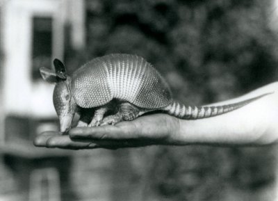 Een jonge Negenbandige Gordeldier rustend op de open handpalm van een verzorger, London Zoo, augustus 1926 door Frederick William Bond
