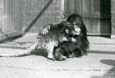 Een jonge orang-oetan omhelst een boomkangoeroe in de London Zoo in 1927 door Frederick William Bond