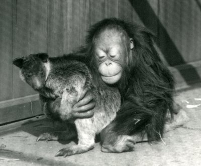 Een jonge orang-oetan knuffelt een boomkangoeroe in de London Zoo in 1927 door Frederick William Bond