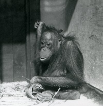 Een jonge Orang-oetan die in zijn verblijf zit in London Zoo, oktober 1925 door Frederick William Bond