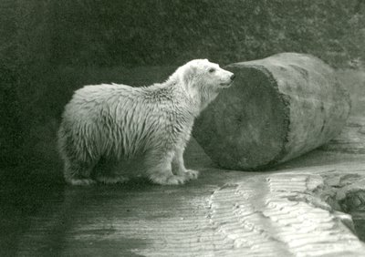 Een jonge ijsbeer in London Zoo in november 1924 door Frederick William Bond