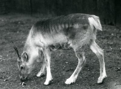 Een jonge Rendier in London Zoo, 1925 door Frederick William Bond