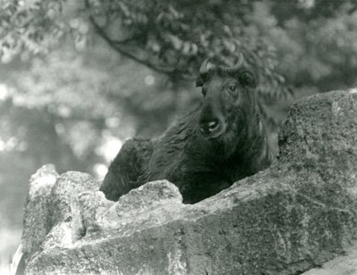 Een jonge takin, ook bekend als een rundergems of gnoegeit, rustend op een rots, London Zoo door Frederick William Bond