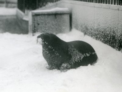 Een jonge walrus in de sneeuw, London Zoo, februari 1924 door Frederick William Bond