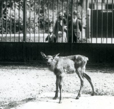 Een jonge wapiti staand in zijn omheining, met bezoekers die door de tralies kijken, London Zoo, augustus 1927 door Frederick William Bond