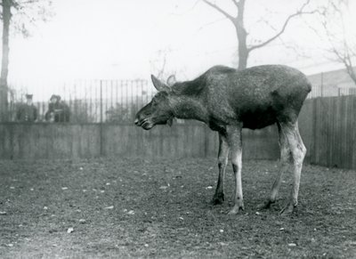 Een jonge stier Eland/Elk, met wonden van recent afgeworpen gewei, staand in zijn paddock in London Zoo (zwart-wit foto) door Frederick William Bond