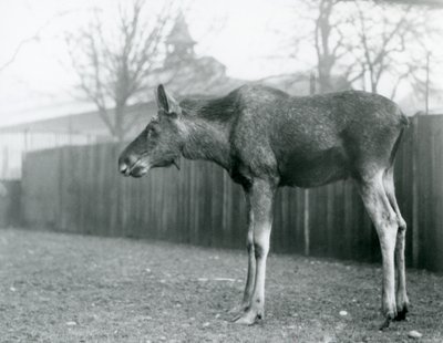 Een jonge stier eland, met wonden van recent afgeworpen gewei, staand in zijn paddock in London Zoo door Frederick William Bond