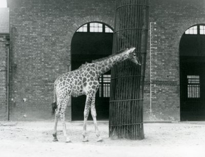 Een jonge vrouwelijke giraffe staand voor een boom, in de weide buiten het Giraffenhuis, London Zoo door Frederick William Bond