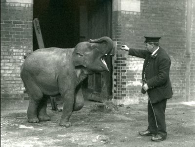 Een jonge vrouwelijke Indiase olifant met verzorger H. Robertson, London Zoo, 22 februari 1922 door Frederick William Bond