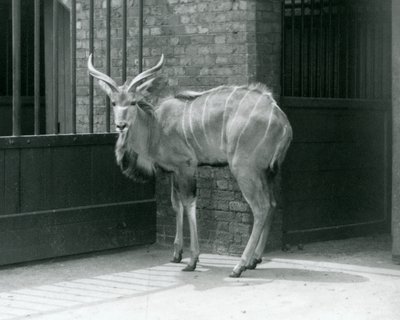 Een jonge mannelijke Grote Koedoe in zijn verblijf in London Zoo in 1929 (zwart-wit foto) door Frederick William Bond