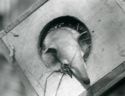 Een jonge tamandua kijkt uit zijn nestkast, London Zoo, april 1925 door Frederick William Bond