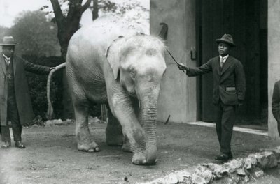 Albino Witte Birmese Olifant Pawah met begeleiders inclusief Dr. Saw Po Min, London Zoo, mei 1926 door Frederick William Bond