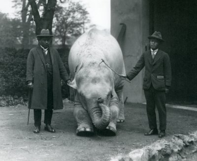 Albino witte olifant Pawah met Dr. Saw Po Min en zoon, London Zoo, mei 1926 door Frederick William Bond