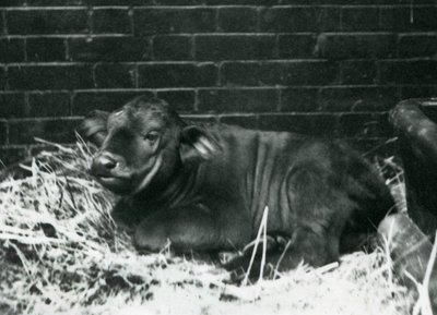Een Afrikaanse Kaapse Buffel kalf, geboren in de menagerie op 8 februari 1927, liggend in stro, London Zoo, februari 1927 door Frederick William Bond