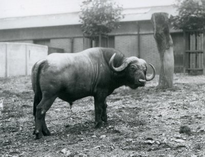 Een Afrikaanse buffel in zijn verblijf in de London Zoo, 1927 door Frederick William Bond