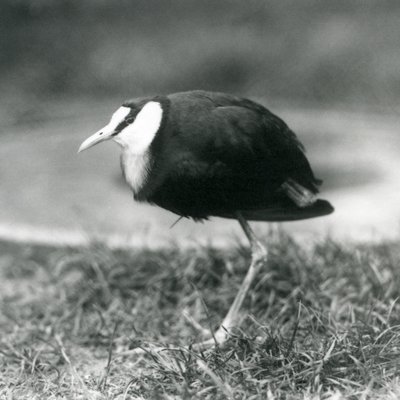 Een Afrikaanse Jacana staand op gras bij de London Zoo, augustus 1927 door Frederick William Bond