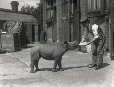 Een Afrikaanse neushoorn, Kathlene, en verzorger Harry Warryck in ZSL London Zoo, september 1928 door Frederick William Bond