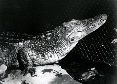 Een Amerikaanse alligator in de London Zoo in september 1924 door Frederick William Bond