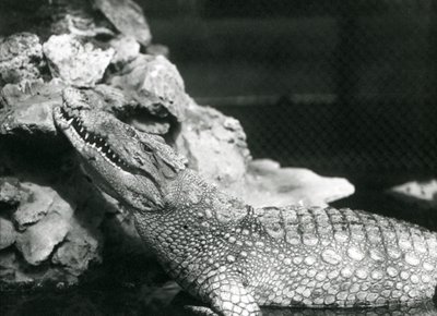 Een Amerikaanse Alligator rustend in een poel, kijkend naar de rotsen aan de rand van de poel, London Zoo door Frederick William Bond