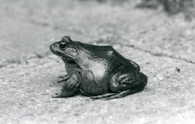 Een Amerikaanse Brulkikker, London Zoo, 1925 door Frederick William Bond