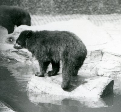 Een Andes Brilbeer balancerend op een boomstam in een waterpoel, London Zoo, juni 1925 door Frederick William Bond