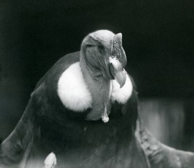 Een Andescondor in de London Zoo in 1926 door Frederick William Bond