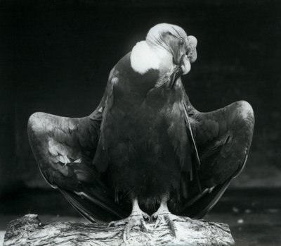 Een Andescondor rustend op een boomstam, London Zoo, 1925 door Frederick William Bond