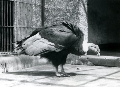 Een Andesgier op de vloer van zijn verblijf in de London Zoo in juli 1925 door Frederick William Bond