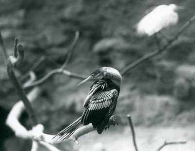 Een AnhingaAmerikaanse SlangenvogelWaterkalkoen zittend op een tak in London Zoo in september 1927 door Frederick William Bond