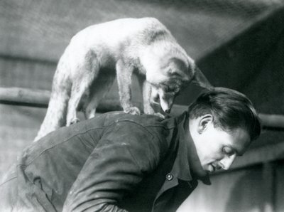 Een Arabische rode vos kijkt over de schouder van verzorger F. Shelley, terwijl hij op zijn rug staat, London Zoo, 1925 door Frederick William Bond