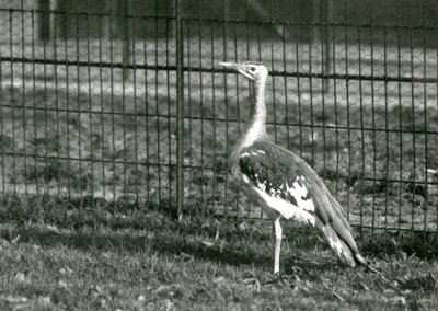 Een Arabische trap staand in zijn verblijf in London Zoo, 1924 door Frederick William Bond